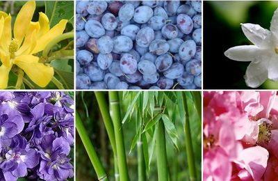 Les Floraux, des parfums pour toutes !