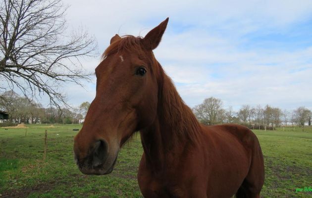 un beau cheval !