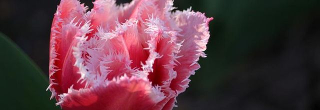 Parc Floral de Paris : tulipe frangee "Queens land" rose et blanc