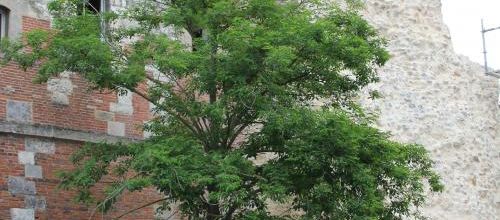 acacia
