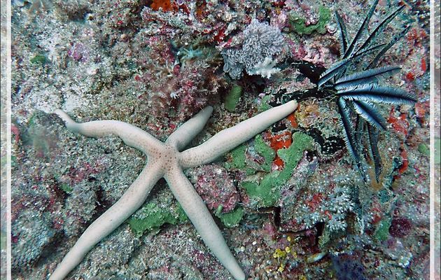 Étoile comète de Floride, Étoile de mer jaune, Étoile de mer de Guilding, Common comet star, Yellow starfish (Linckia guildingi) - Beangovo - Tsarabanjina - Mitsio - Madagascar