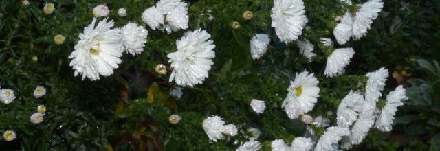 Jardin sous la brume