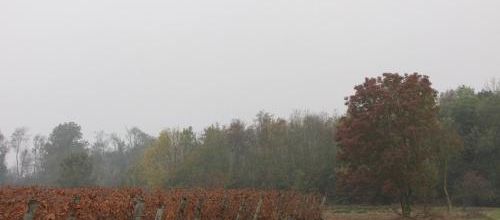 ... c'est vraiment l'automne et sa pluie bienfaisante...