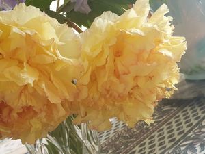 Mes fleurs s'épanouissent ...avec ce beau soleil..!!