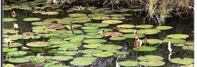 FLEURS DE LOTUS SENEGAL 2019