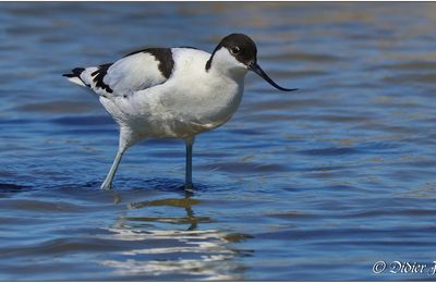 Réserve Ornithologique du Teich (1)