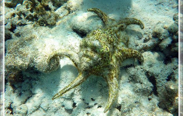 Strombe araignée, Strombe chiragre, Ptérocère rugueux, Chiragra spider conch (Lambis chiragra arthritica) - Moofushi - Atoll d'Ari - Maldives