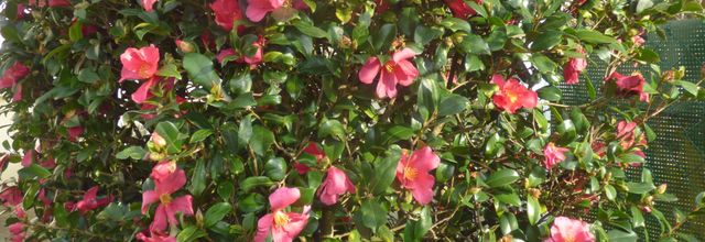 merci a toutes et à tous pour mon annivesraire merci merci car etant tres sensible ça m a fait un bien fou et ce matin encore en decouvrant vos messages ,