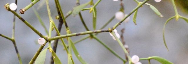 Bonne Année 2026....