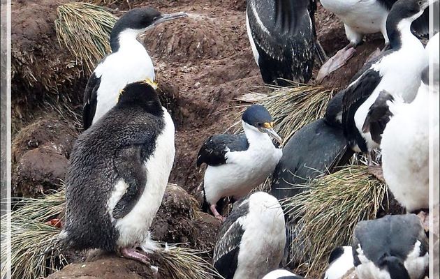 Cormoran impérial, Imperial Shag (Leucocarbo atriceps) et Gorfou doré, Macaroni Pinguin (Eudyptes chrysolophus) - Coffin's Harbour - New Island - Falkland (Malvinas, Malouines) - Grande-Bretagne