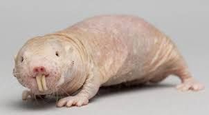 Le rat-taupe et le cancer.