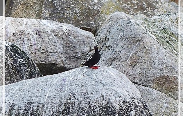 Guillemot colombin, Pigeon Guillemot (Cepphus columba) - Ukivok - King Island (Ugiuvak) - Détroit de Béring - Alaska