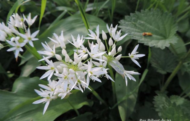 une fleur blanche