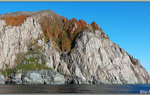 Les oiseaux nicheurs dans les falaises de Cambridge Point : Guillemots de Brünnich et quelques Mouettes tridactyles - Coburg Island - Baffin Bay - Nunavut - Canada