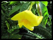 Allamanda cathartica