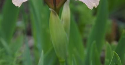 premier iris