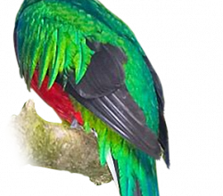 oiseaux quetzal