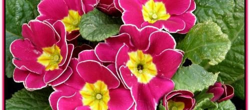PRIMULA