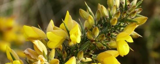 C'est le printemps !