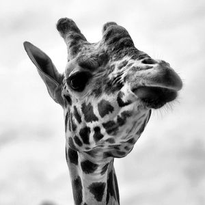 La Girafe