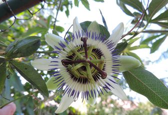 ma fleur de passiflore