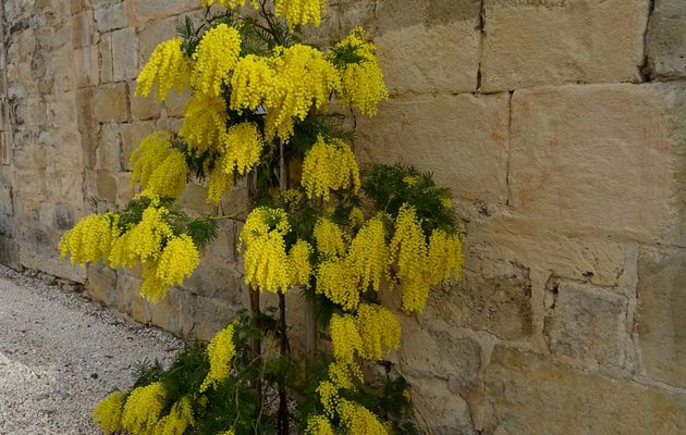 Le 11 février 2018: l'abbaye de Valmagne (Hérault)