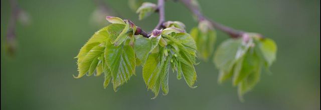 Rambouillet : Bourgeons, promesses du printemps
