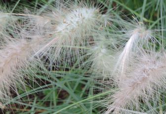 des belles plantes et recherche photo 