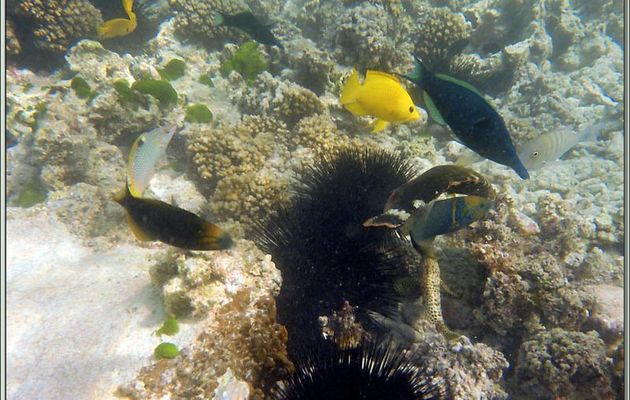Aquarium tropical en liberté - Praslin - Seychelles