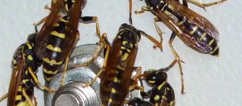 Rassemblement de Polistes