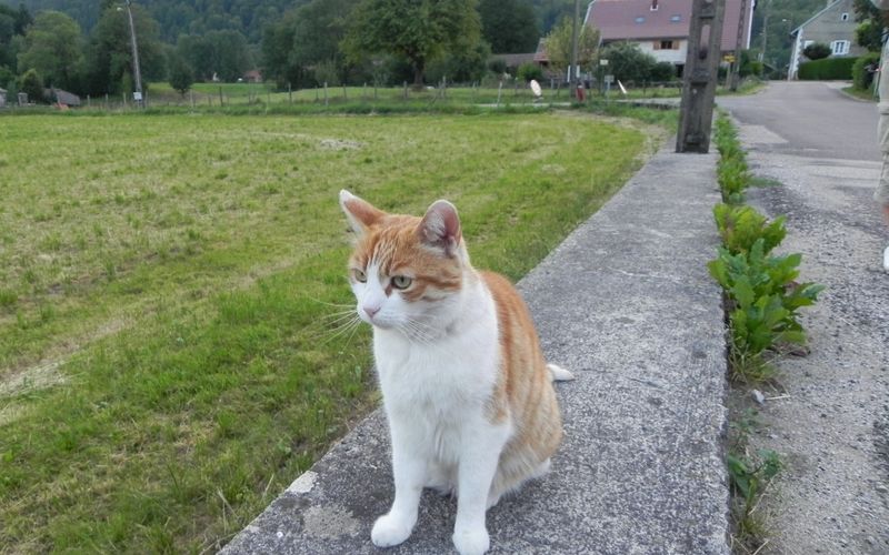 un minou un jour dans le Jura
