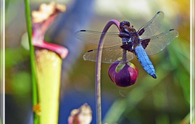 Libellule Déprimée mâle (Libellula Depressa) sur fleur de plante carnivore "sarracenia" - Lartigau - Milhas - 31