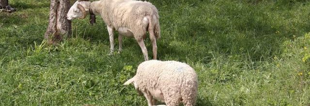 La transhumance..