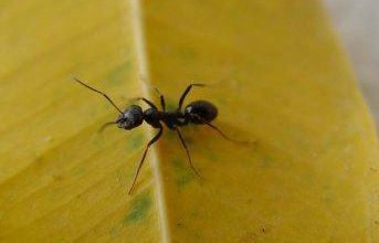 Termites et fourmis