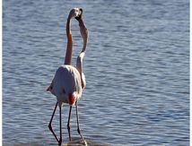 Flamants roses