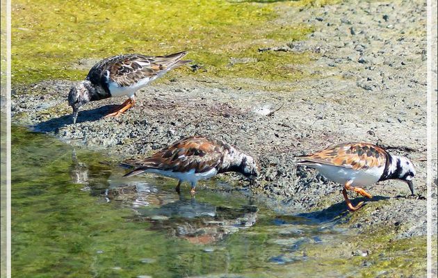 Tournepierre à collier, Ruddy Turnstone (Arenaria interpres) - Ars-en-Ré - Ile de Ré - 17
