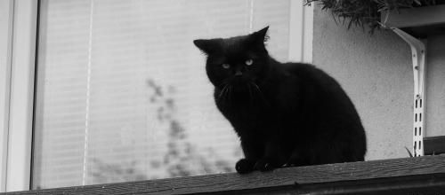 20 chats tombés des balcons à Toulouse fin juin