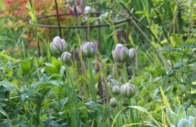 Tulipe DOUBLE SURPRISE