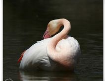 Flamant rose - Phoenicopterus roseus
