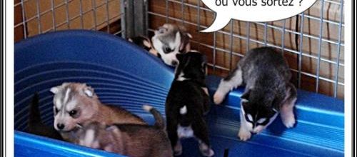 Portées Féanor et Fanouk (28 février 2014)