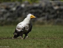 Vautour percnoptère