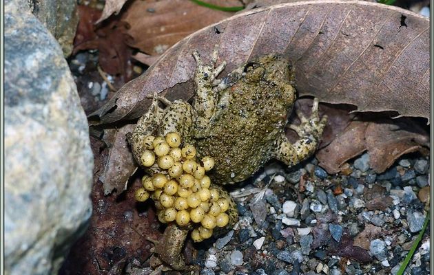 La nuit des Alytes (Alytes obstetricans) - Lartigau - Milhas - 31