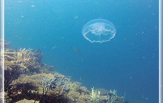 Méduse - Nosy Mitsio - Madagascar