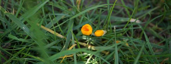 Petits oeufs