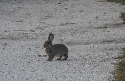 EB - 9 lapins, un héron et une aigrette et 5 cygnes...
