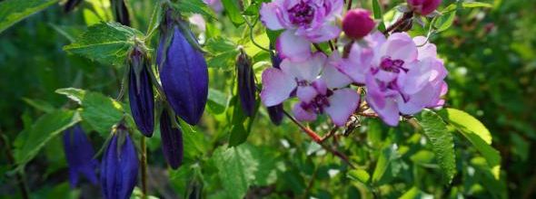 le charme des premières roses (2)