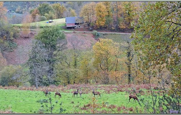 22/11/24 : sur le soir, vu de mon parking, un petit troupeau de biches et cerfs élaphes (Cervus elaphus) - Lartigau - Milhas - 31