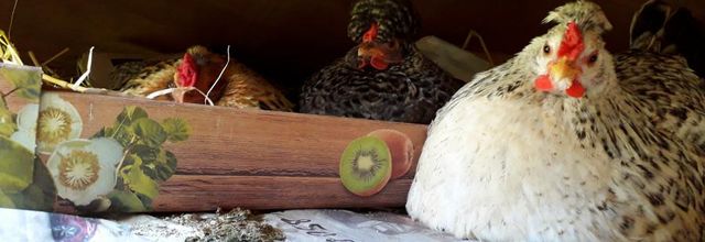  Roxane  la poule  Actrice 