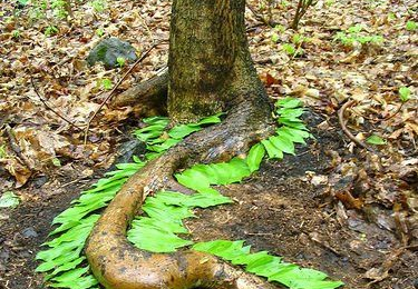 Colliers de feuilles et sabots de glaise – ( RC )