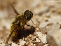 Bombyle Hottentot ♀ (Villa hottentota) - Bombylidae